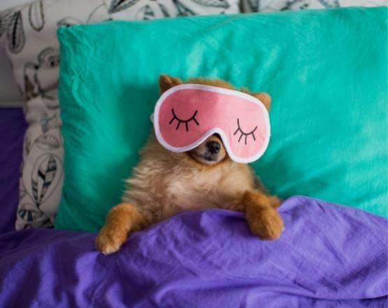 A dog sleeps with a pink mask on a colorful bed.